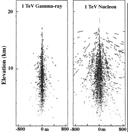A vertical cross-section of gamma-ray and proton air showers